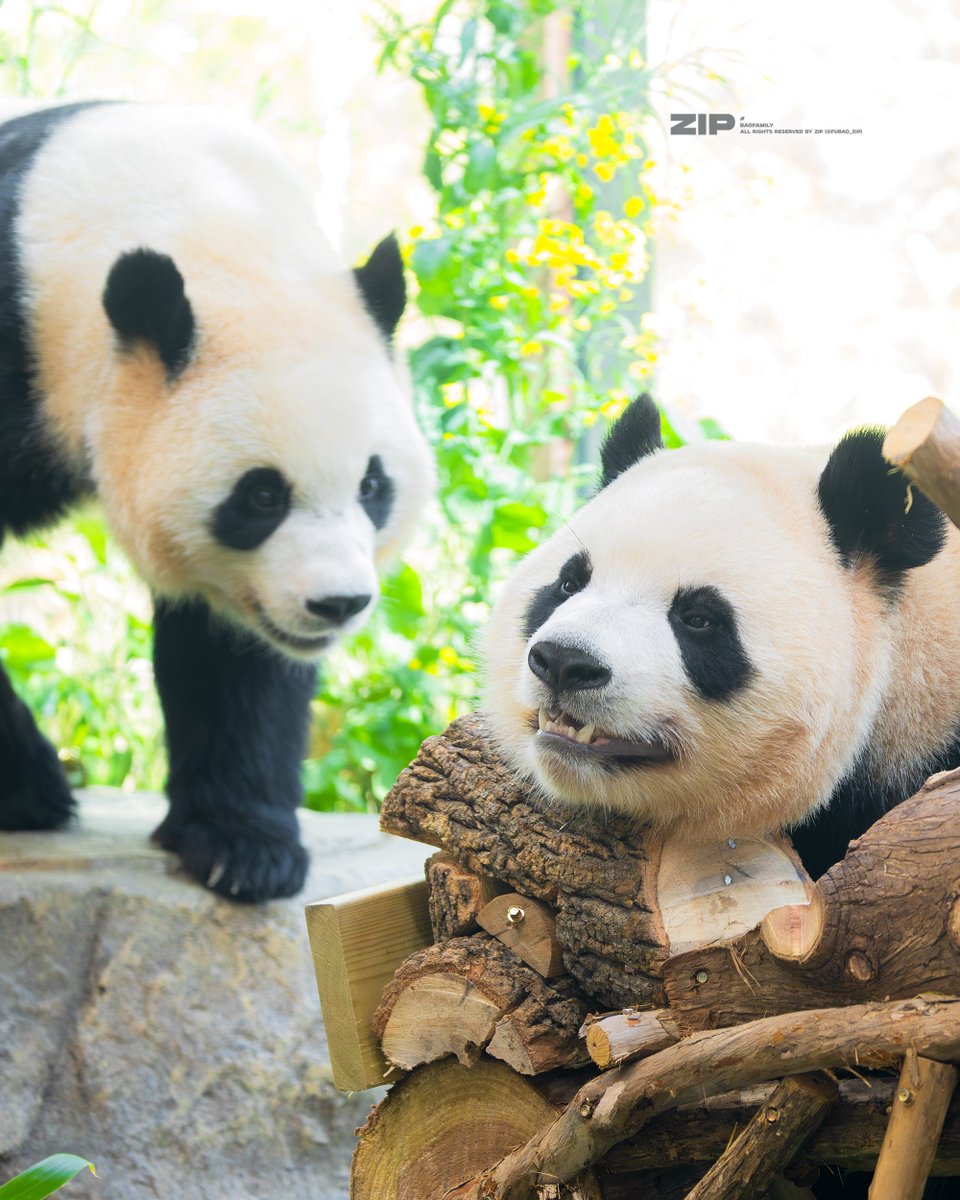 푸바오.zip tweet media