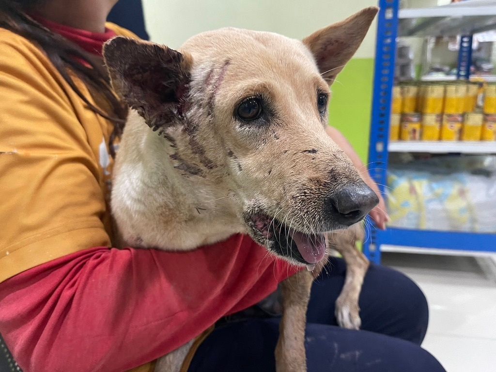 TMTRD - The Man That Rescues Dogs Foundation tweet media