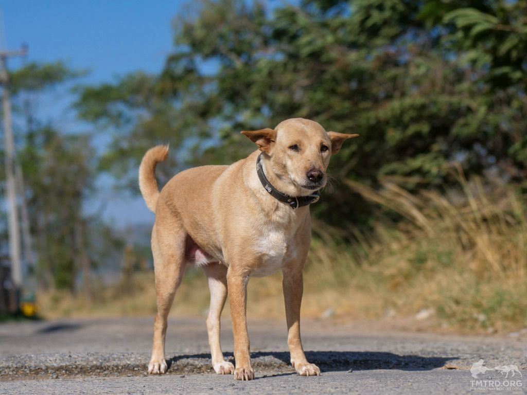 TMTRD - The Man That Rescues Dogs Foundation tweet media