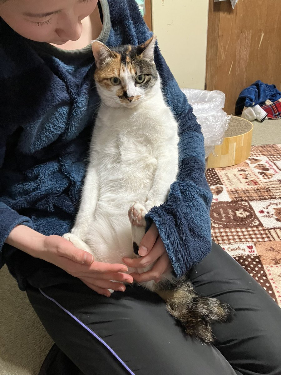 roku6767's tweet photo. ほんでこれは
犬の匂い付けて帰宅したら怒ってる猫！🤣 https://t.co/3aERw4q8fA