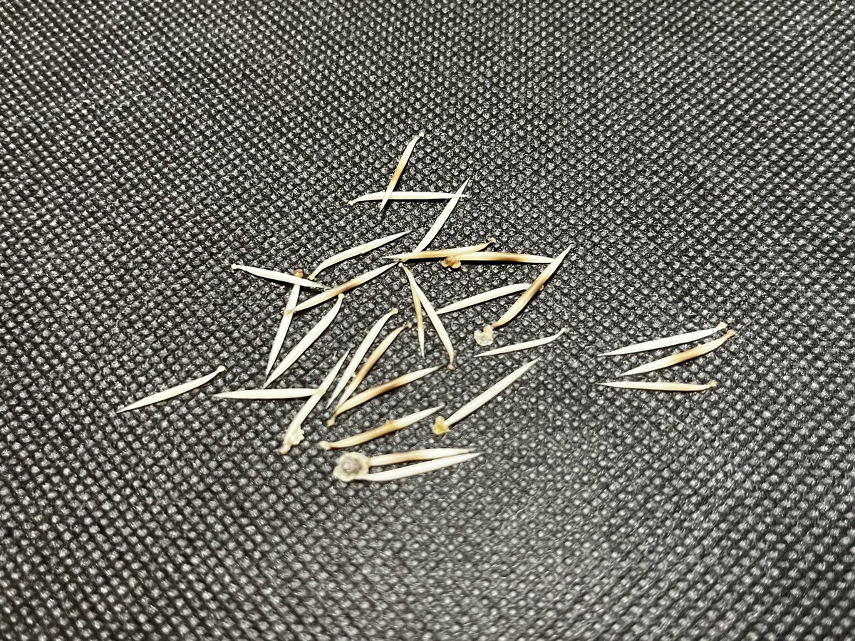 むぎ&まめ tweet media