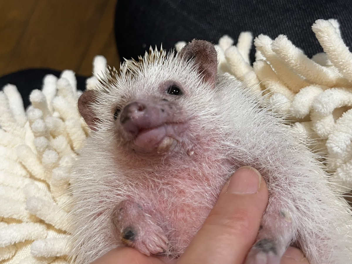 むぎ&まめ tweet media