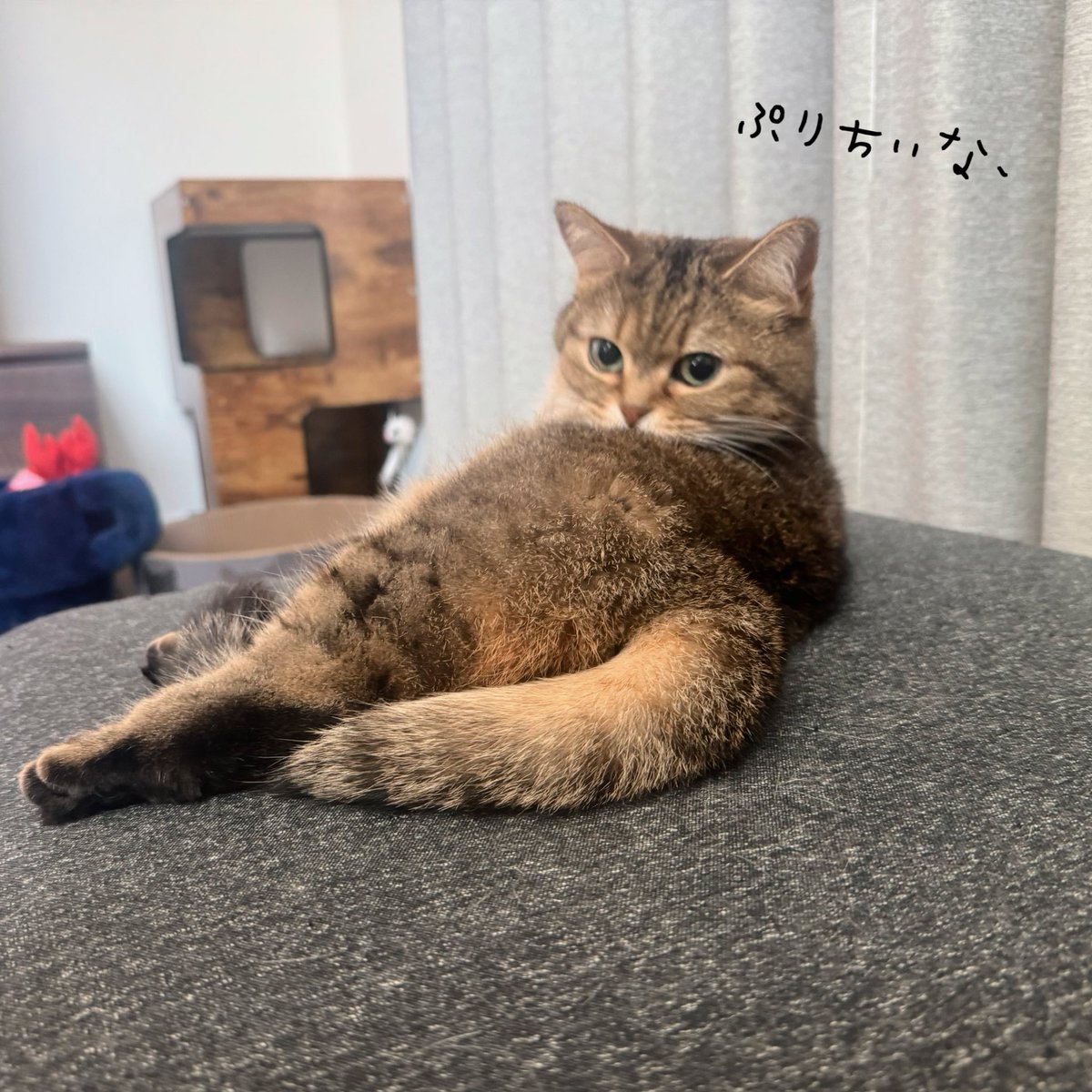 きなこ@なぽれおん tweet media