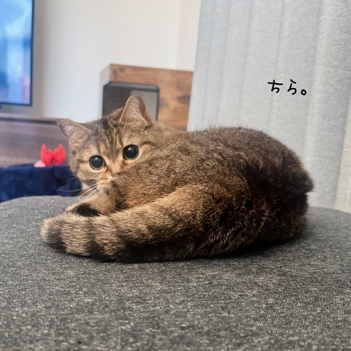 きなこ@なぽれおん tweet media