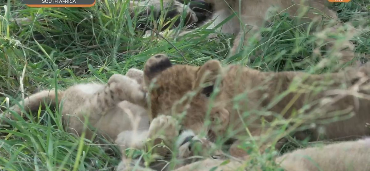 giraffegirl68's tweet image. Hiya! Hiya Safari Bimblers! Bumbling to Crafty Saturday with all the cuteness. #wildearth