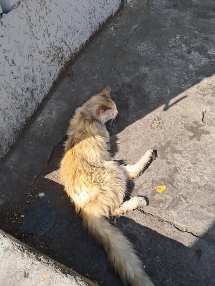 Carolina tweet media