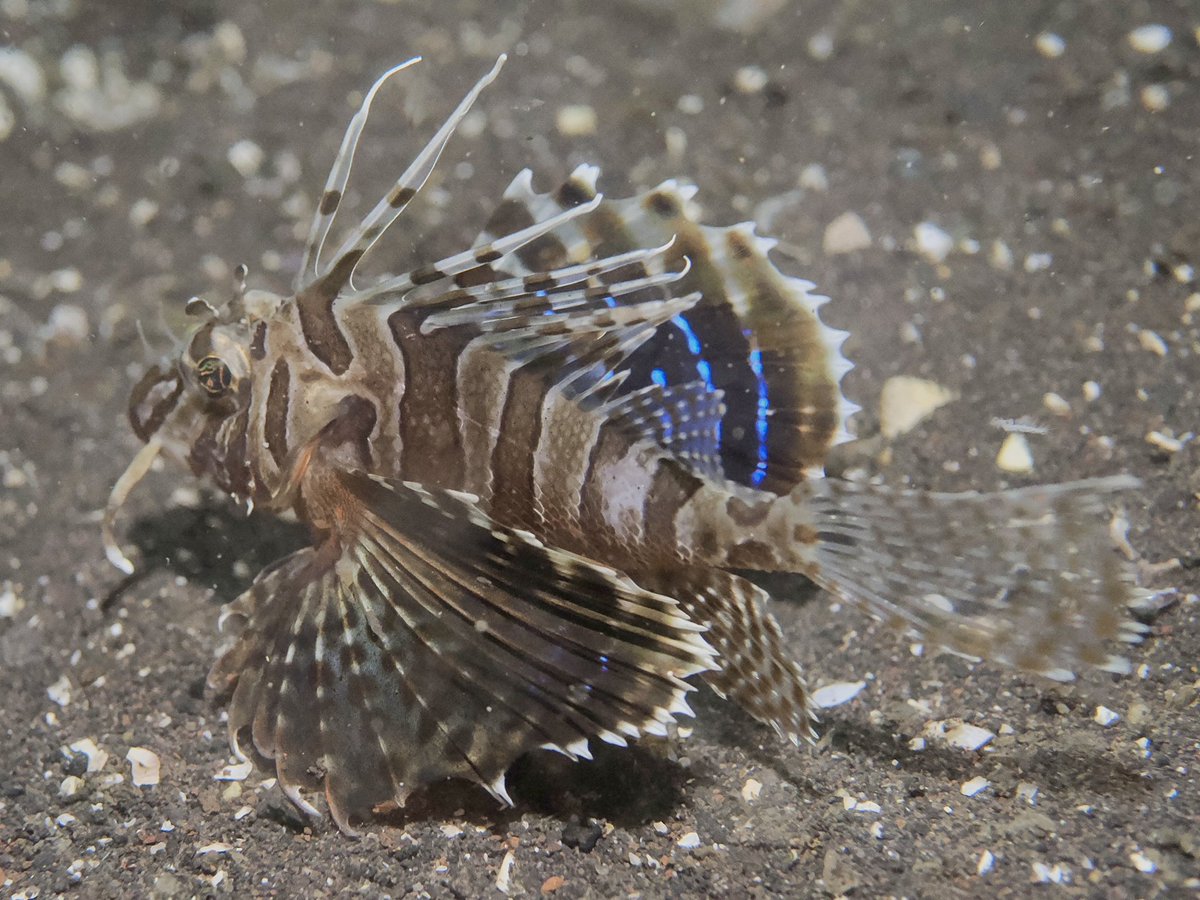 沙東すず 昆虫大学2026/11/21-22 tweet media