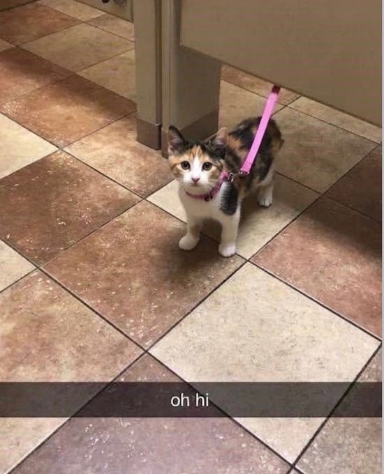 No Context Cats tweet media