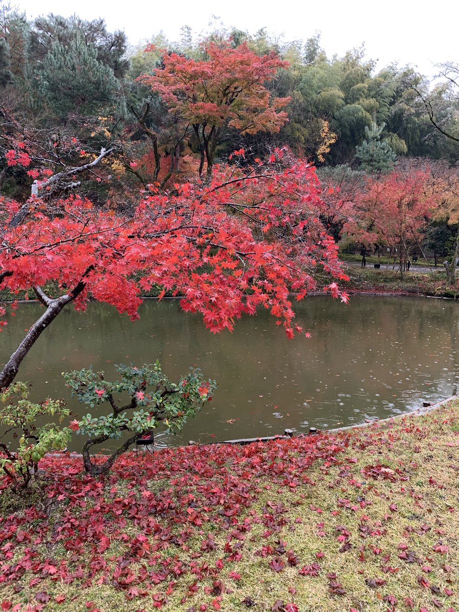 ゆうや tweet media