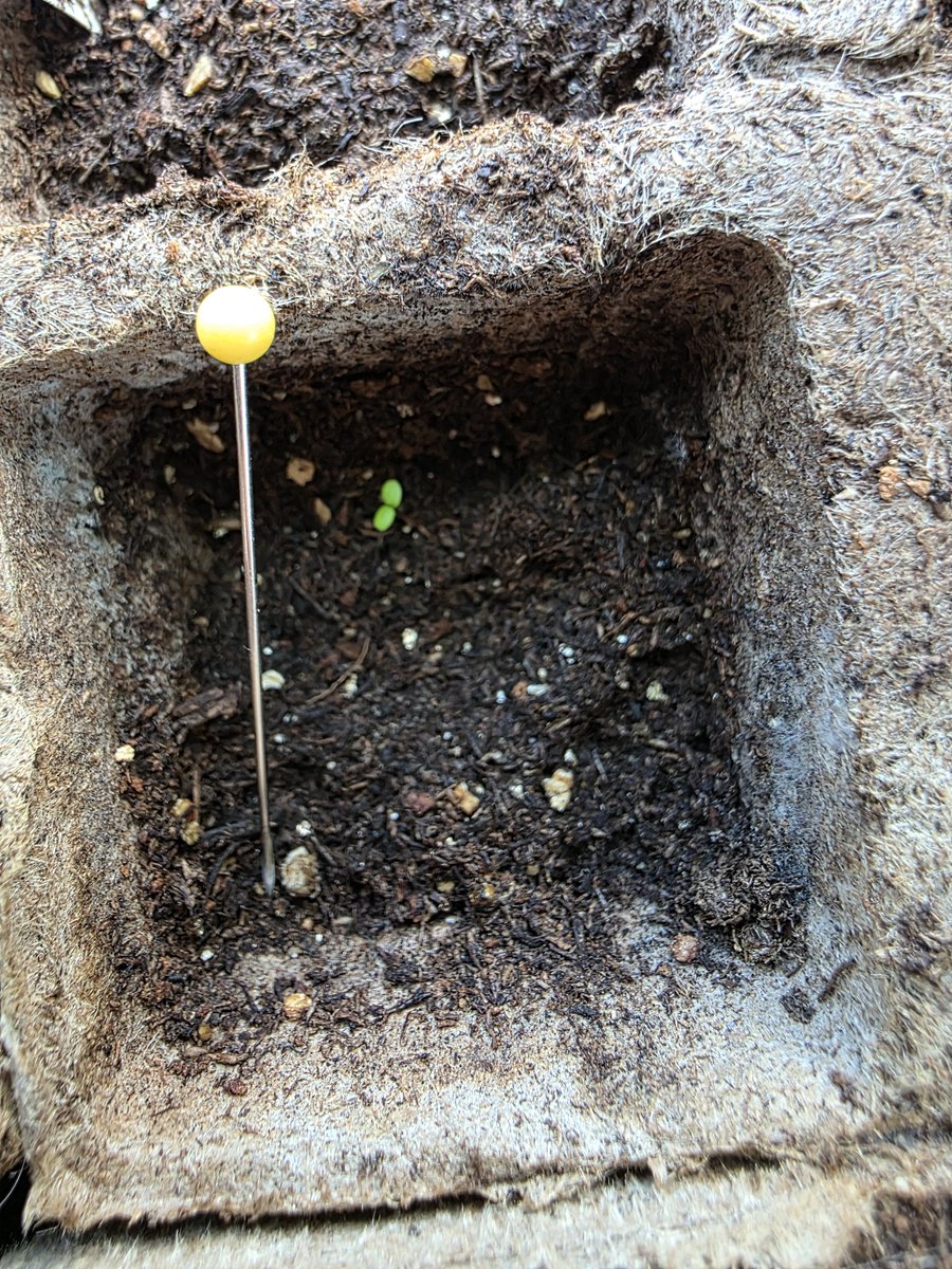 Sunny 🌌🦎 〘 ☁️ 〙 tweet media