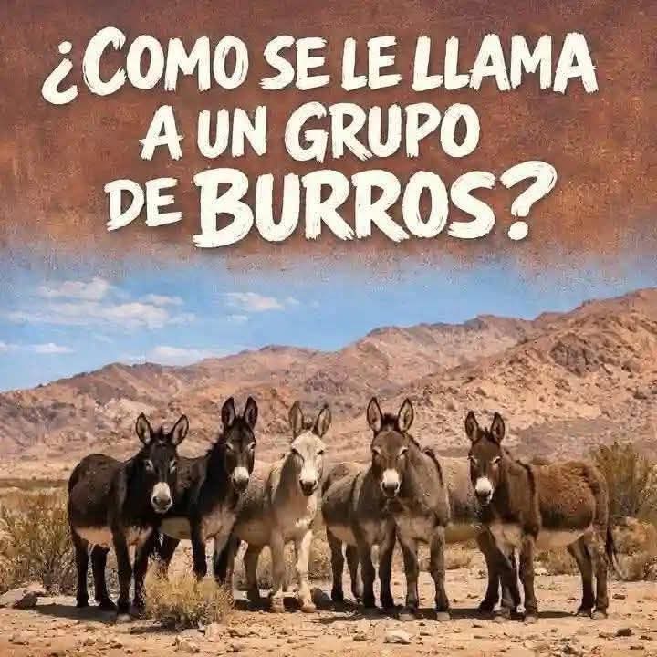 Anibal Litvin tweet media