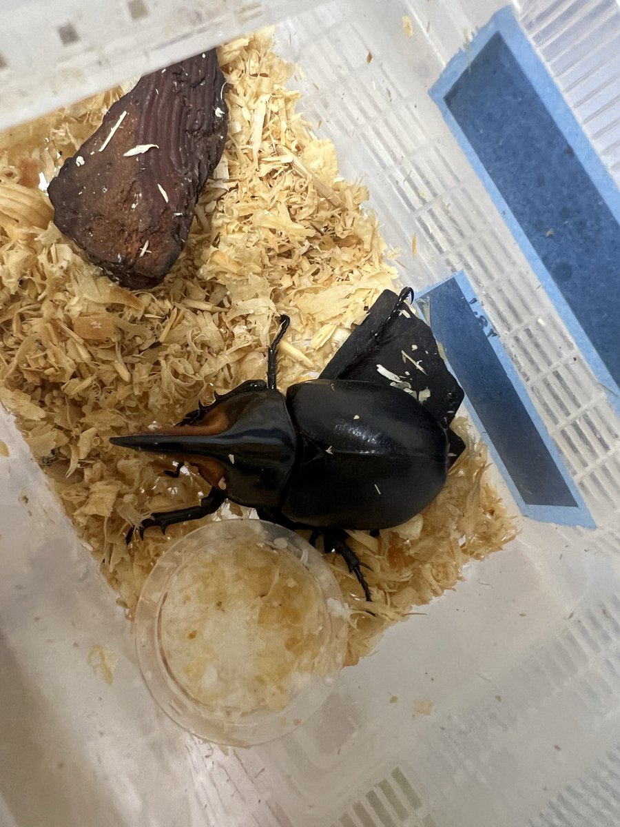 えんかうんと tweet media