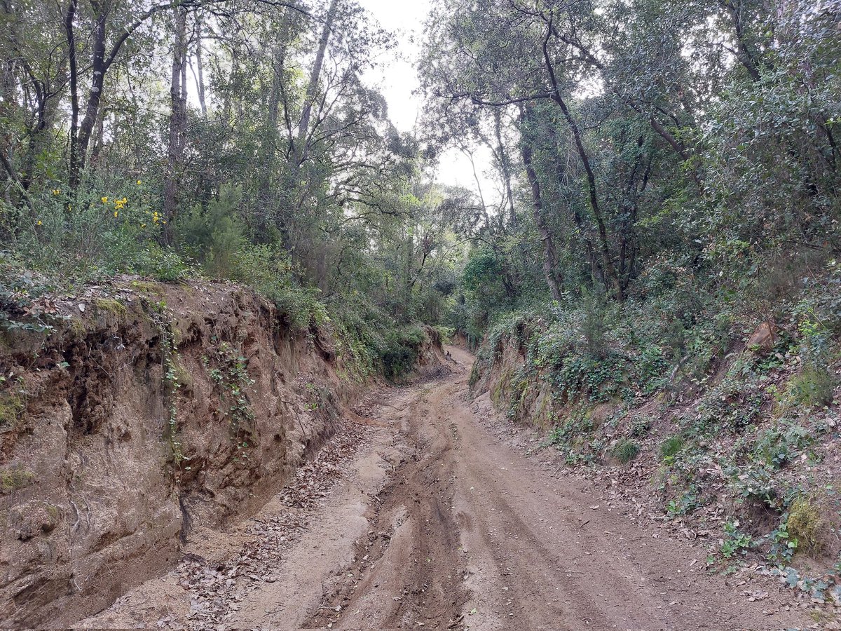 ADF172's tweet photo. #Dosrius | Continuem retirant arbres caiguts en pistes del PPI #adfcat #prevencióIF https://t.co/SJEOpu0pyA