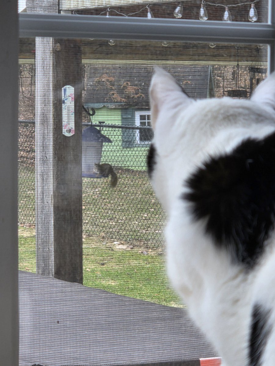 TheSprinklesCat's tweet image. On pawtrol this morning! Look what I've been watching! Squirreler eating from the bird feeder! Meowmy just put some food in there, yesterday! Hope mew have a purrfect #Caturday! #cowcat #CatsOfTwitterX #AdoptDontShop #StaySafeFurrends