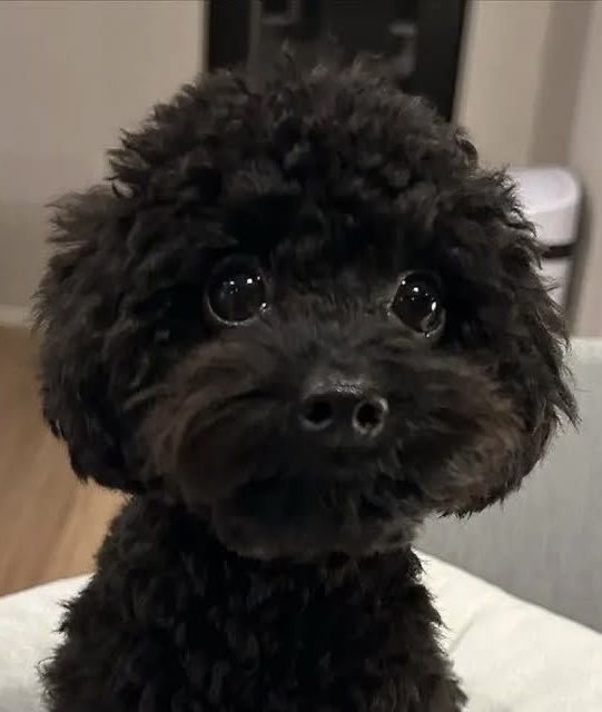 プレイリスト愛好家🎧 tweet media