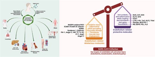 SeguraCardio's tweet image. 📌Vaccination as a new form of cardiovascular prevention: a @escardio clinical consensus statement 📝

#CardiovascularPrevention #Vaccines