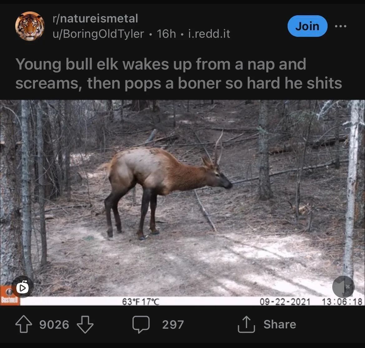 Deer in Places they Shouldn't Be tweet media