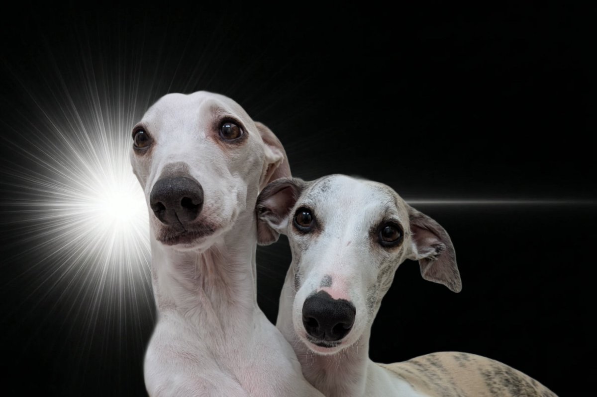 Ayako Terajima🪡🔴 tweet media