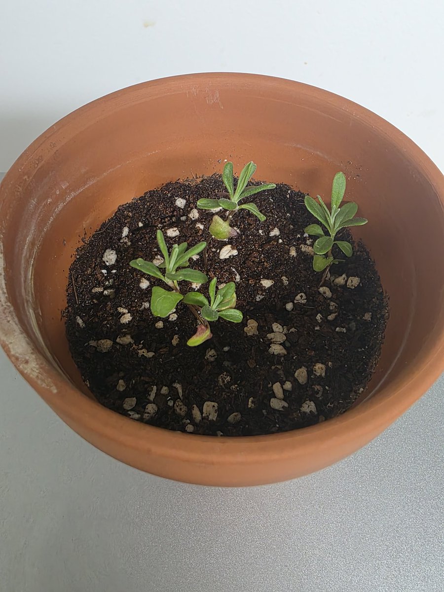 이브임. tweet media