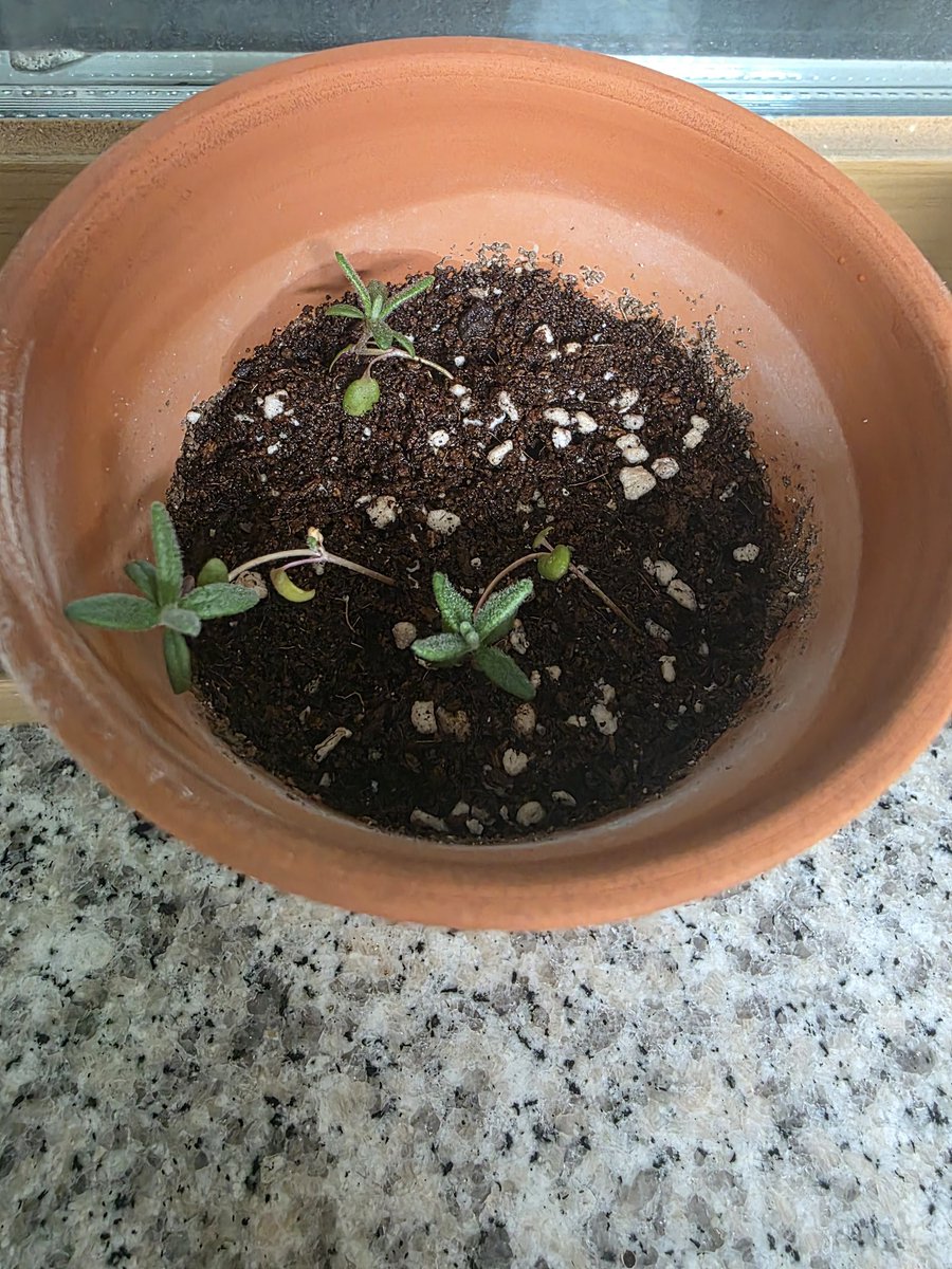 이브임. tweet media