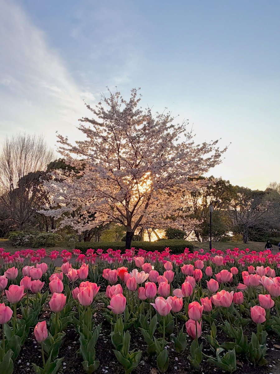 Only Tulips tweet media