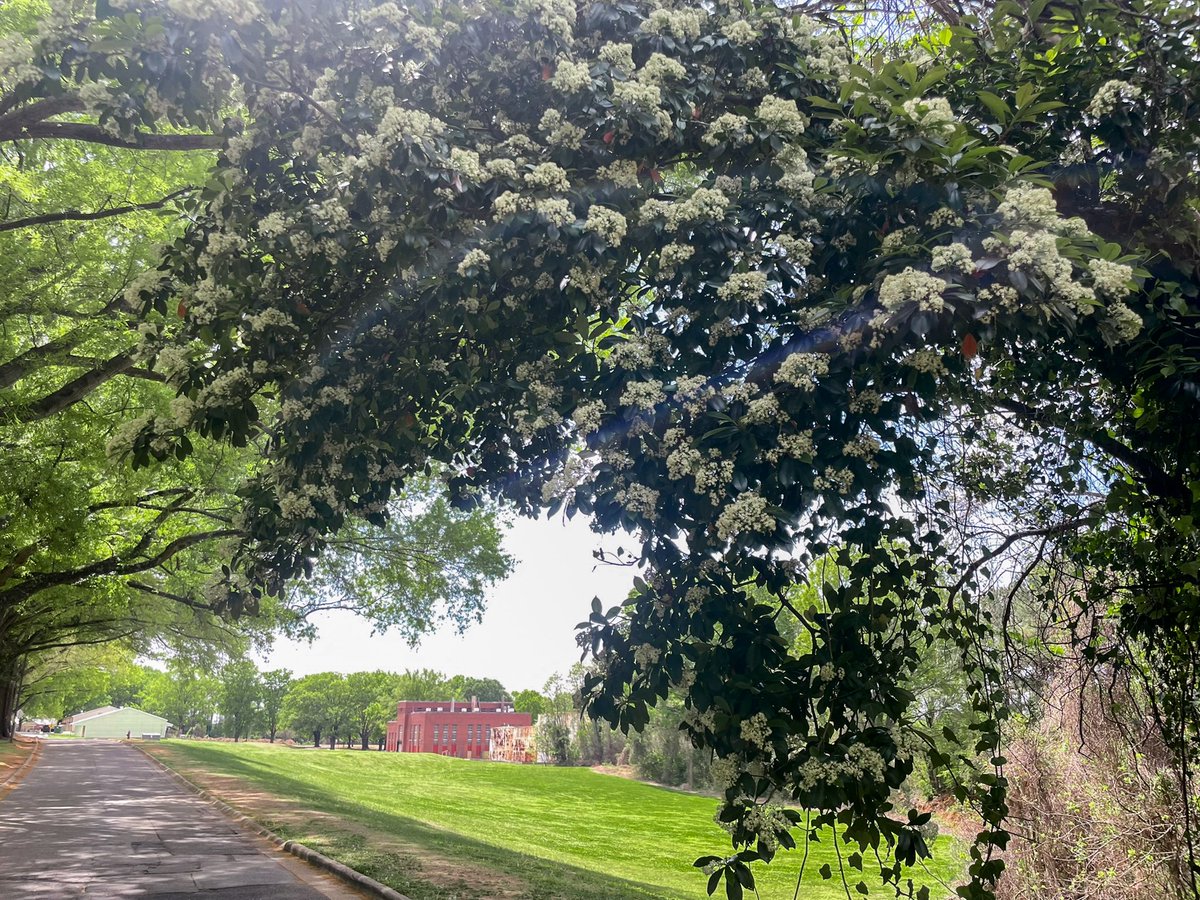 Dix Park tweet media