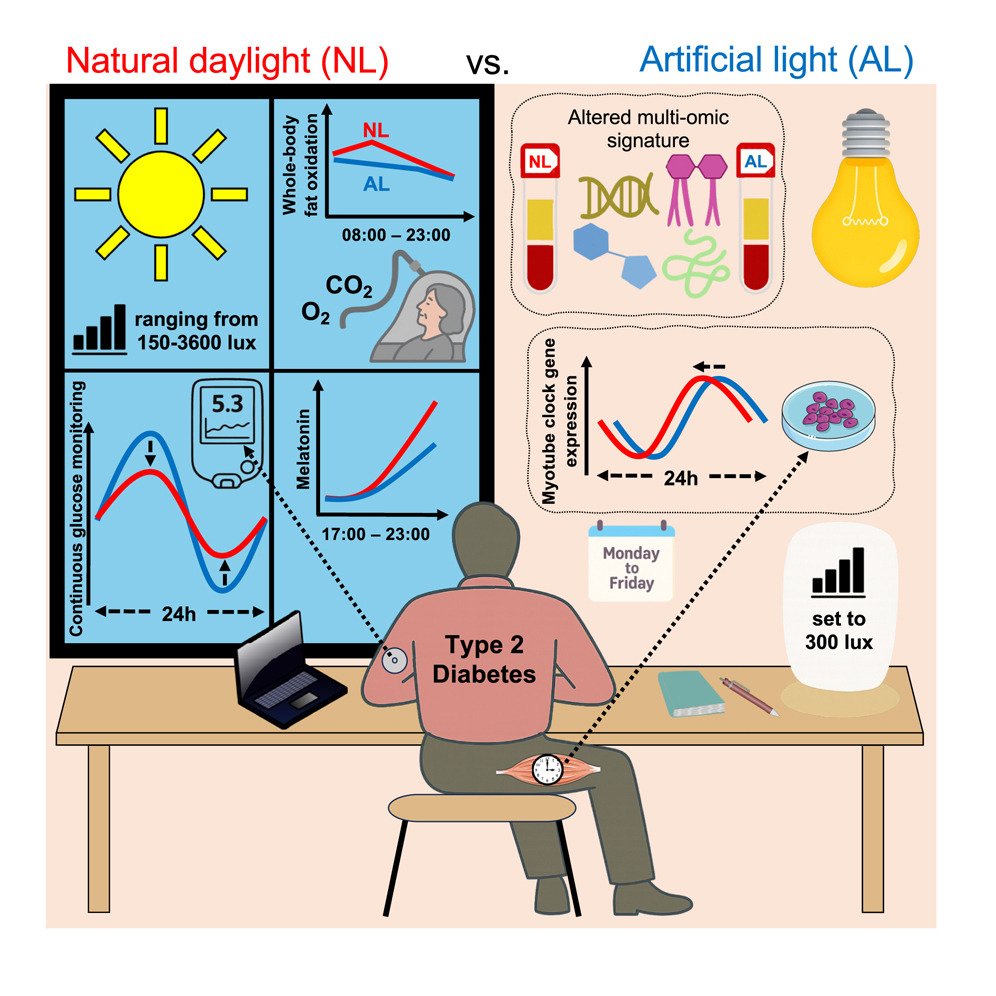 FITrebelde's tweet photo. Un estudio reciente sugiere que la luz natural diurna podría mejorar varios marcadores metabólicos en personas con diabetes tipo 2:
- Más tiempo en rango de glucosa
- Mayor oxidación de grasa
- ↑melatonina por la tarde
- Cambios en metabolismo y reloj muscular https://t.co/cl82WQC3dH