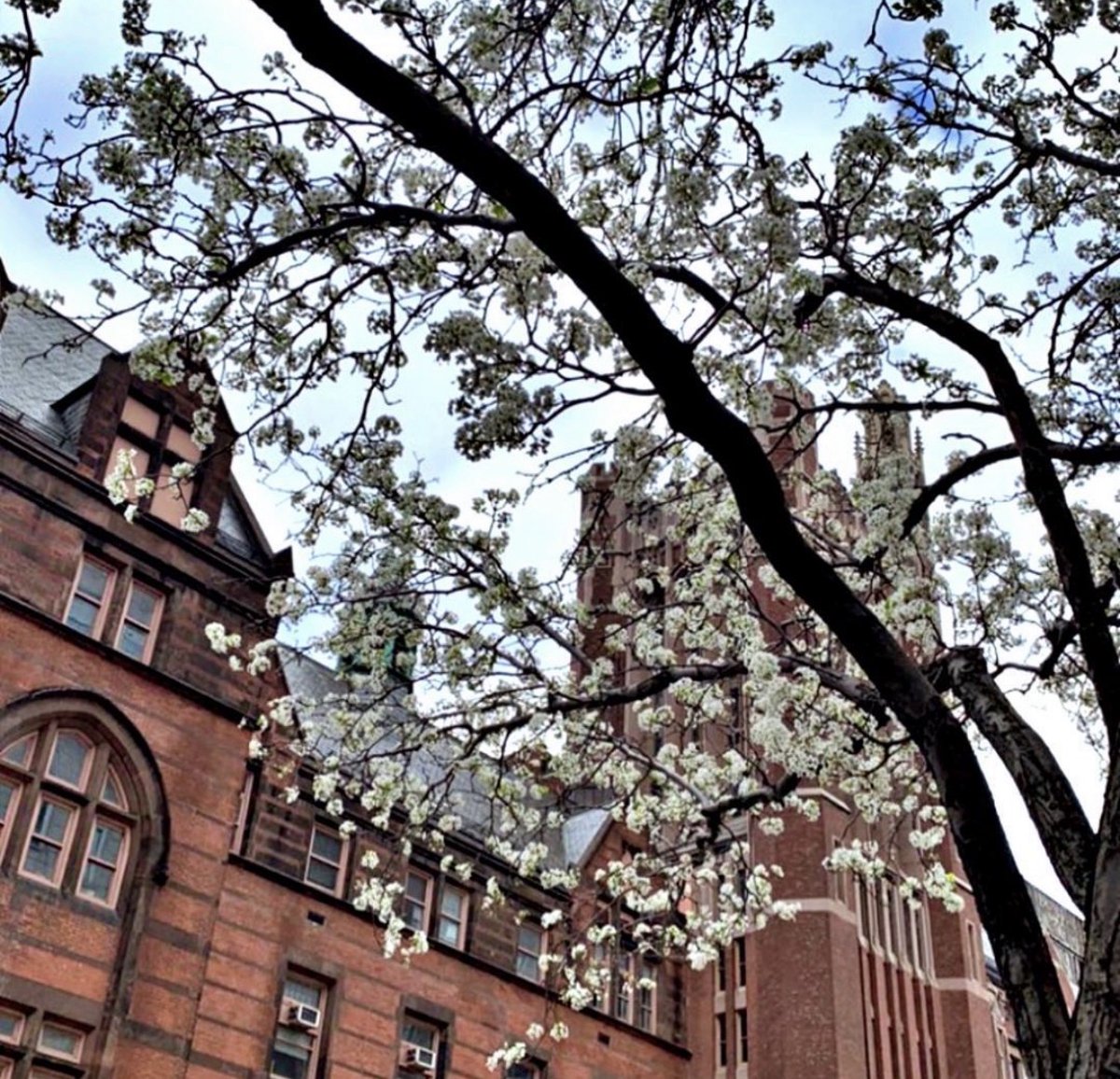 TeachersCollege's tweet photo. Bright blooms, blue skies, and the promise of new possibilities... 🌸 #TCWay https://t.co/uII4qSaQxc