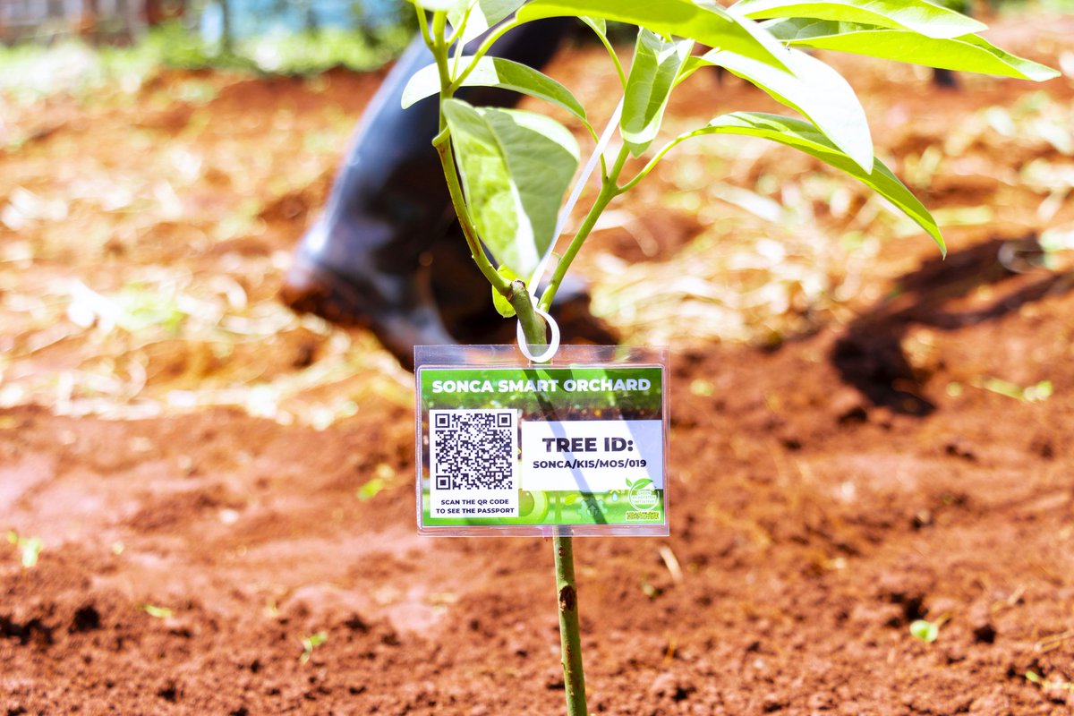InitiativeGE's tweet photo. Through the SONCA project, anyone can **adopt a tree** that is planted and cared for locally. Each adopted tree receives a **digital certificate and a QR code** that links to its **Tree Passport**, where the adopter can follow updates and track its growth over time. https://t.co/4ojyU62iaV