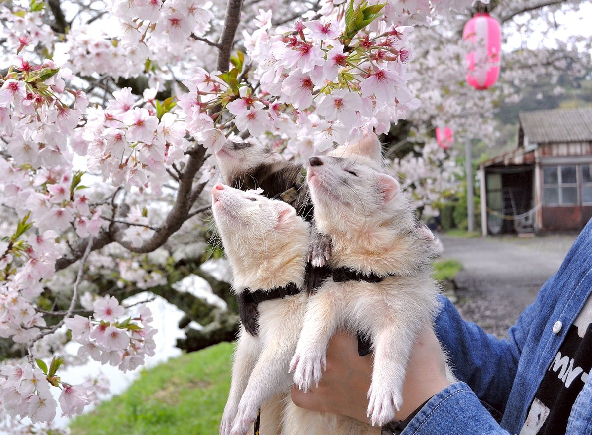 choco_with_mint's tweet photo. 北海道から＠lainbow_season さんが遊びに来てくれて、可愛い写真をたくさん撮ってくれました🌸
素敵な思い出をありがとうございました✨

#桜並木撮影会
#フェレット https://t.co/N13oNOGtr0