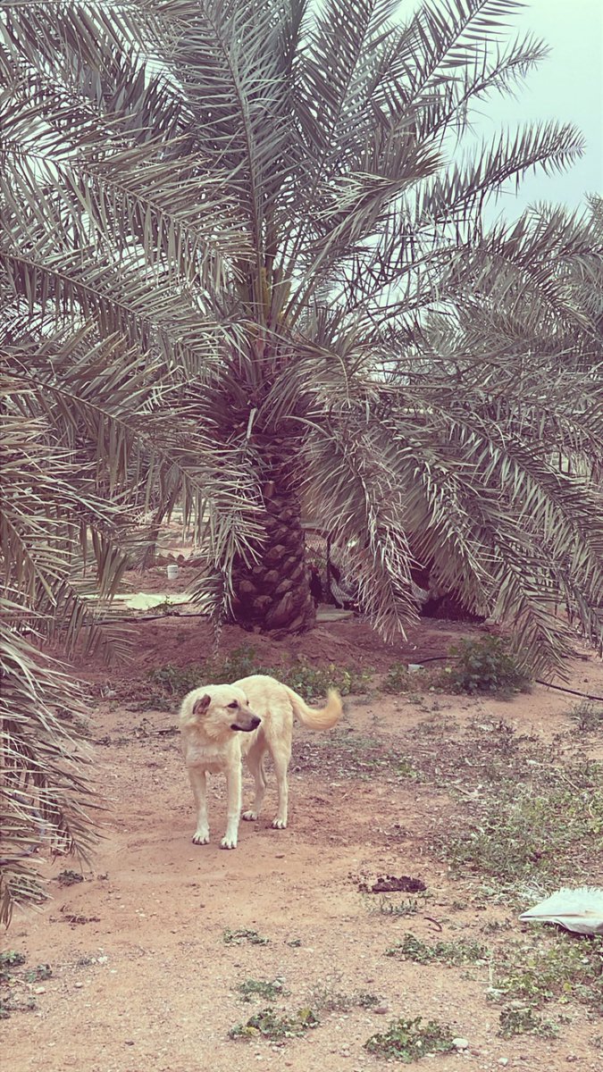 صدّاح tweet media