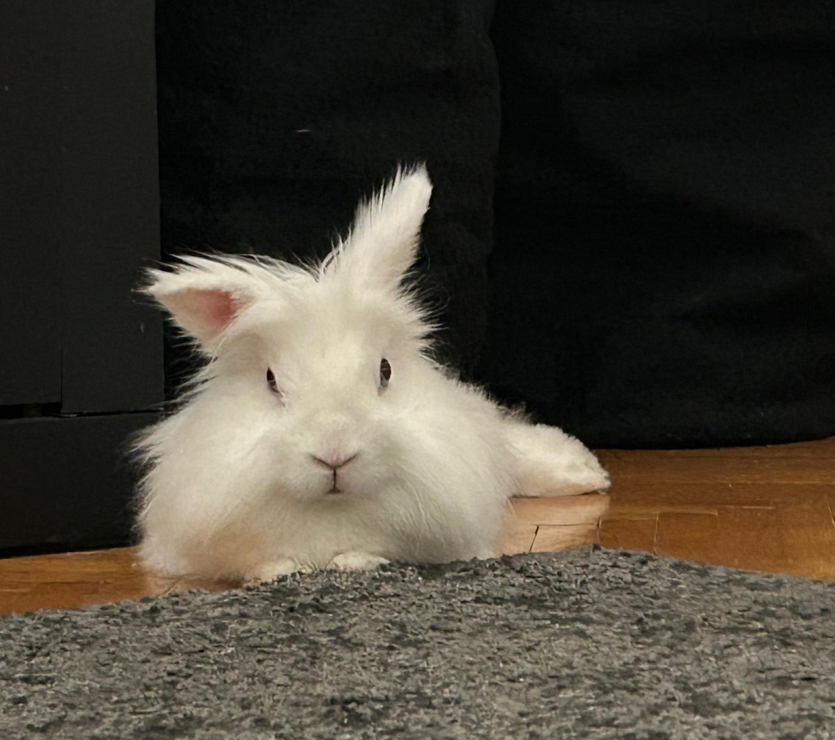 БЕЛИ КЕР tweet media