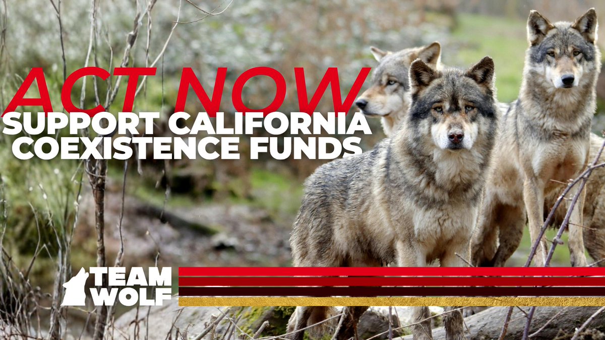 Team Wolf tweet media