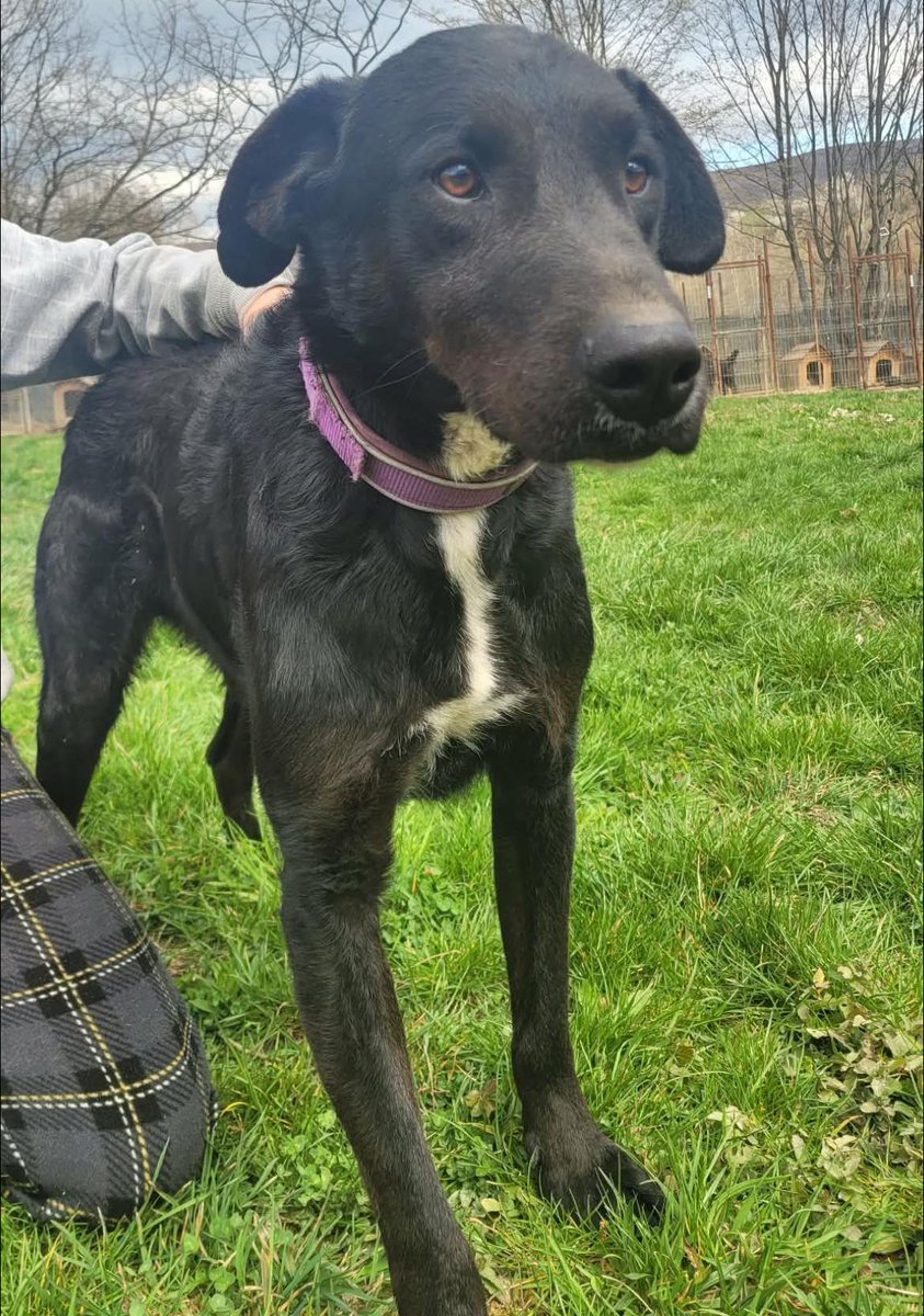 Pawprints to Freedom Rescue🐾 tweet media