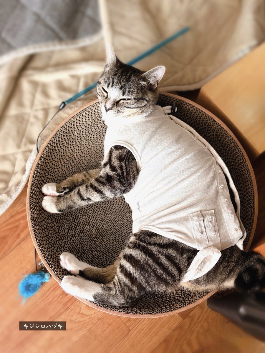 三毛猫ちまき tweet media