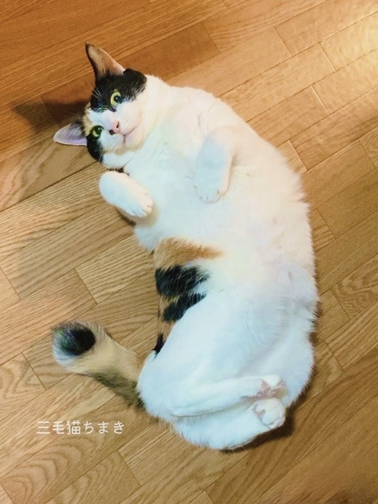 三毛猫ちまき tweet media