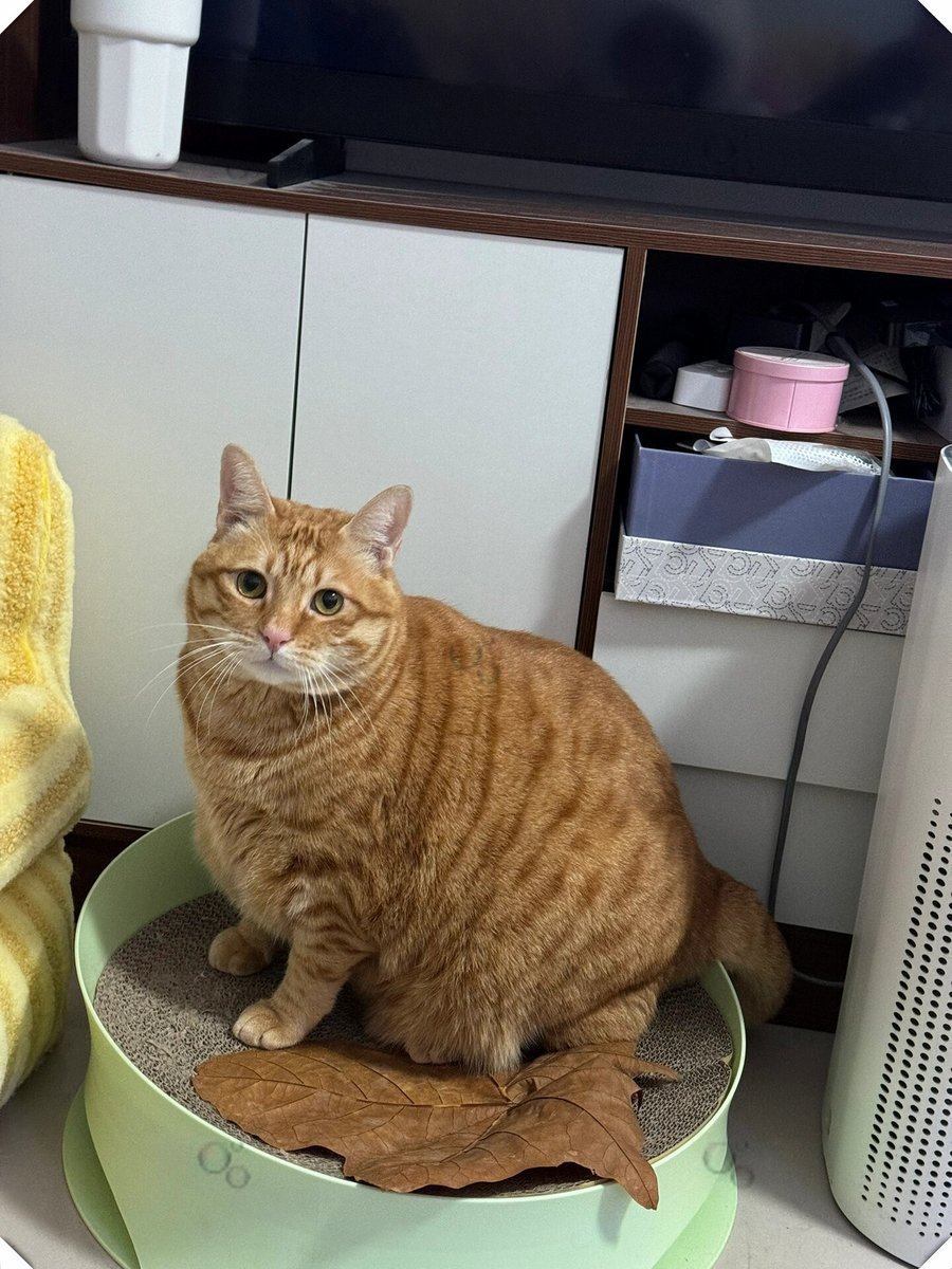 نواف يحيى المالكي tweet media