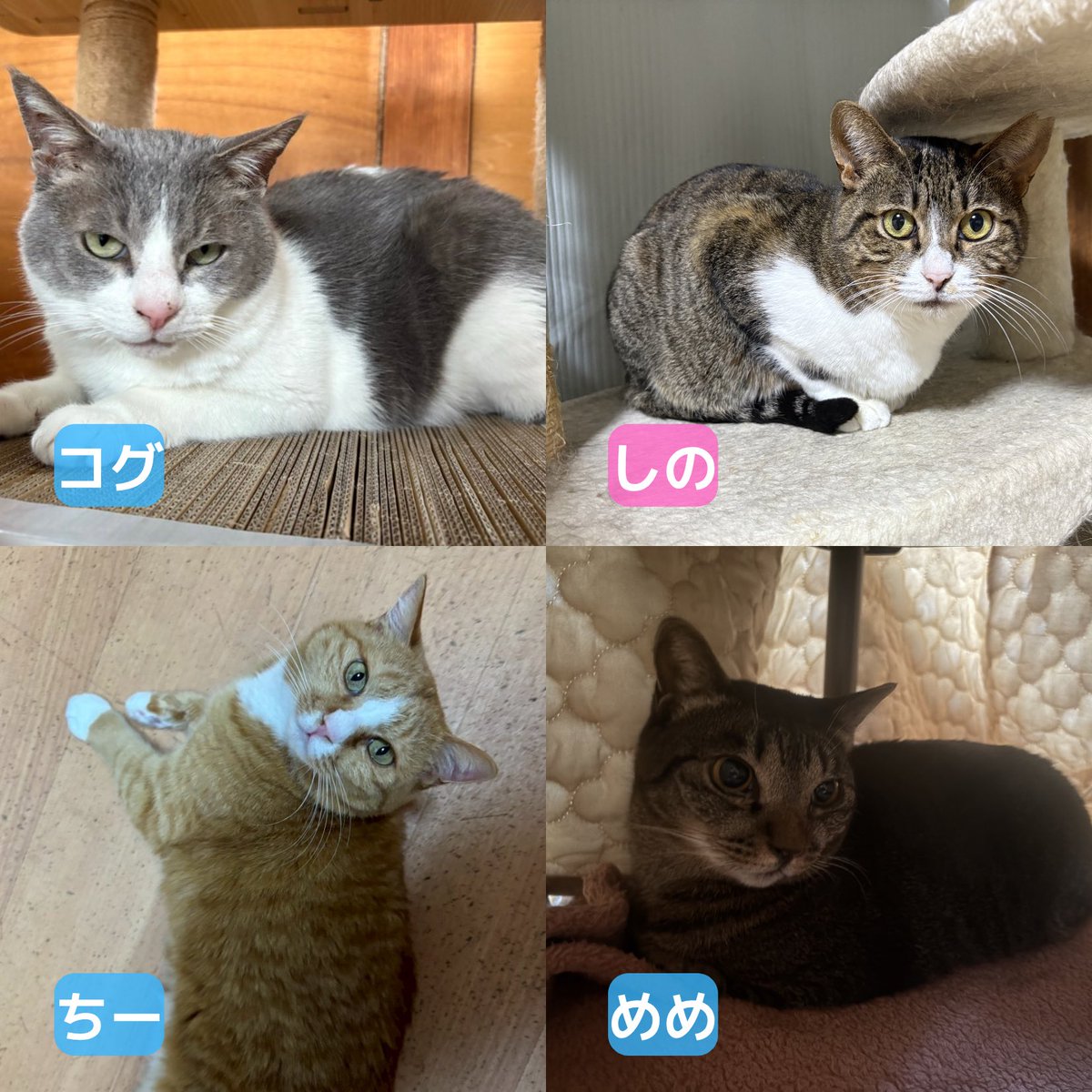 ミヤネコ(宇都宮大学保護猫サークル) tweet media