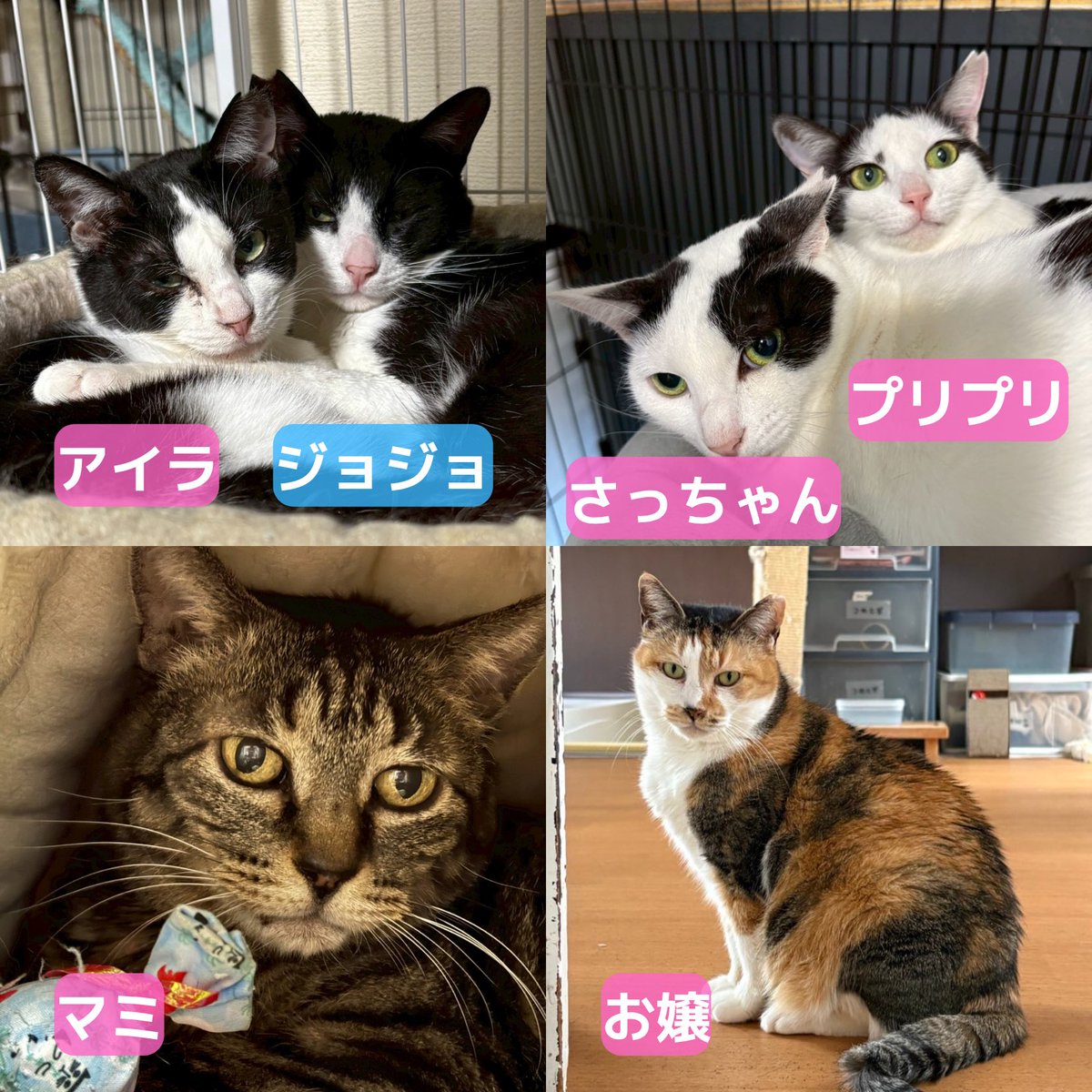 ミヤネコ(宇都宮大学保護猫サークル) tweet media