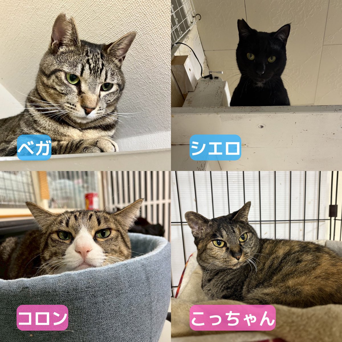 ミヤネコ(宇都宮大学保護猫サークル) tweet media