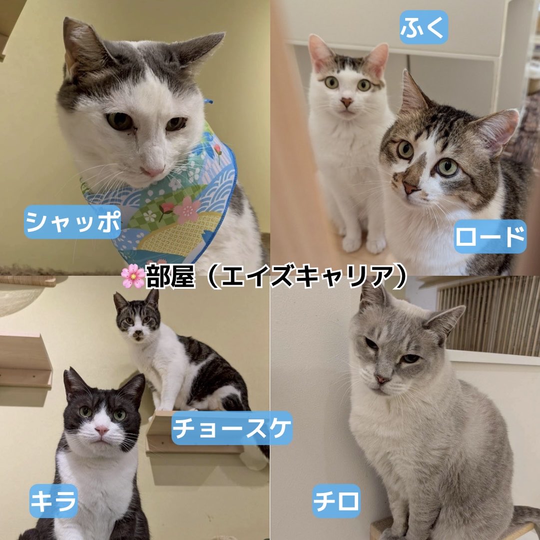 ミヤネコ(宇都宮大学保護猫サークル) tweet media