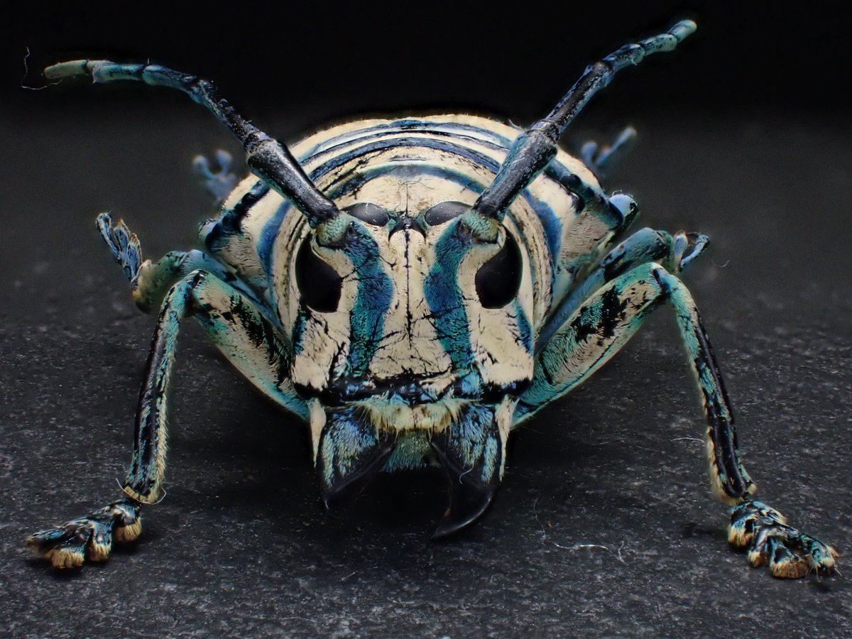 DamasterCarabus's tweet photo. Sternotomis bohemani zintgraffi

🇨🇲 Cameroon https://t.co/gfUOe4No8v