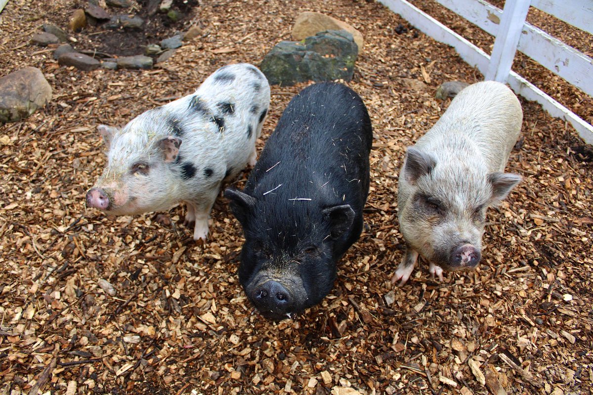 GreenChimneys's tweet photo. Meet the Farm's newest additions: Prada, Dior, and......... Batman! 

You can see the three little pigs, and our other animals partners on Saturdays &amp; Sundays, 10am-3pm when the farm is open to the public. Plan your visit: https://t.co/OJNRcltXcS https://t.co/sQJhRO5jx2