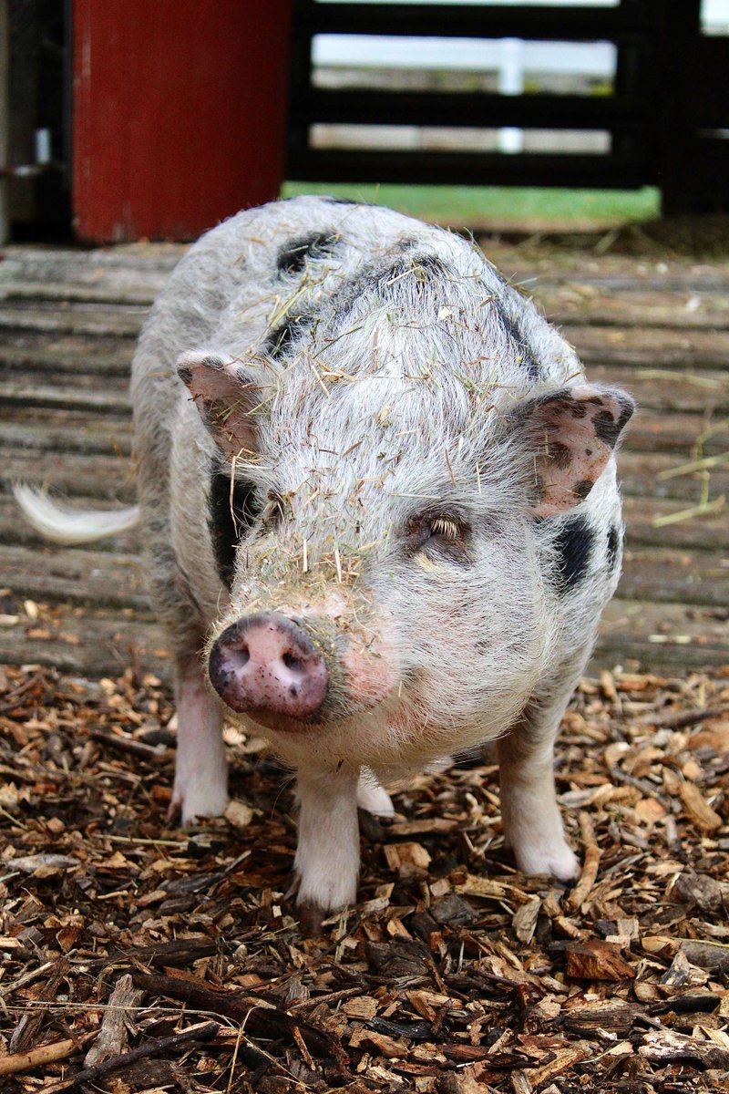 GreenChimneys's tweet photo. Meet the Farm's newest additions: Prada, Dior, and......... Batman! 

You can see the three little pigs, and our other animals partners on Saturdays &amp; Sundays, 10am-3pm when the farm is open to the public. Plan your visit: https://t.co/OJNRcltXcS https://t.co/sQJhRO5jx2