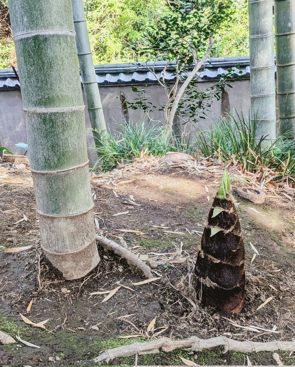 カスタ tweet media