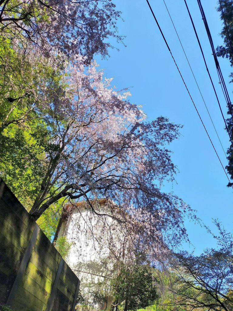 いちごサンデー(いちご) tweet media