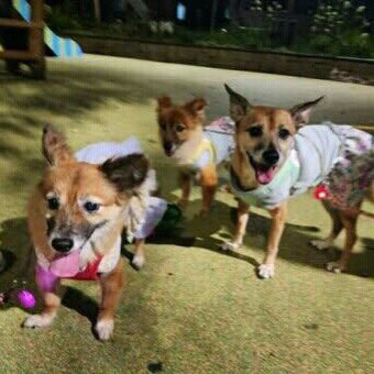 설이집사 tweet media