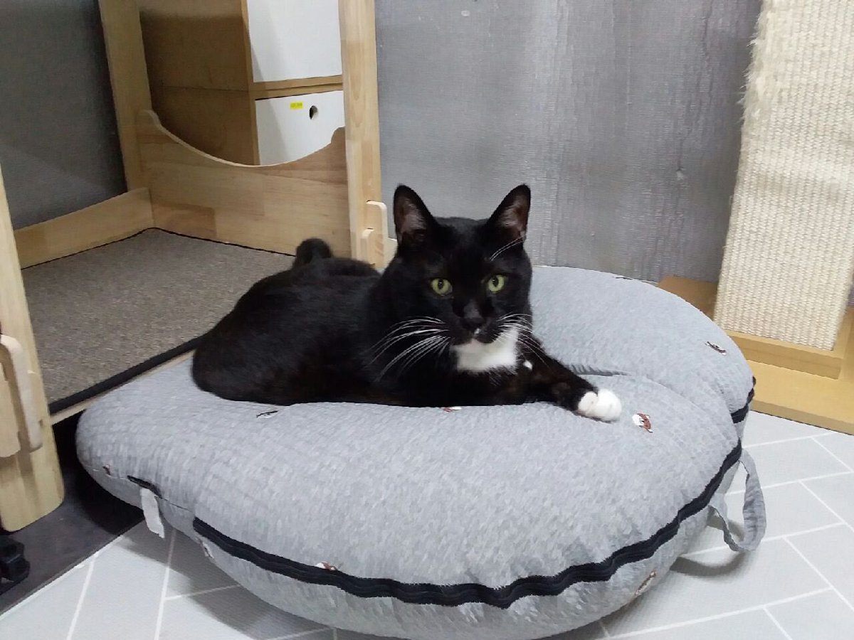 설이집사 tweet media