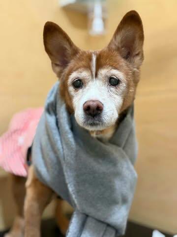 설이집사 tweet media