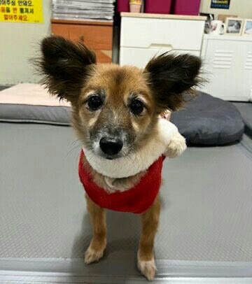 설이집사 tweet media